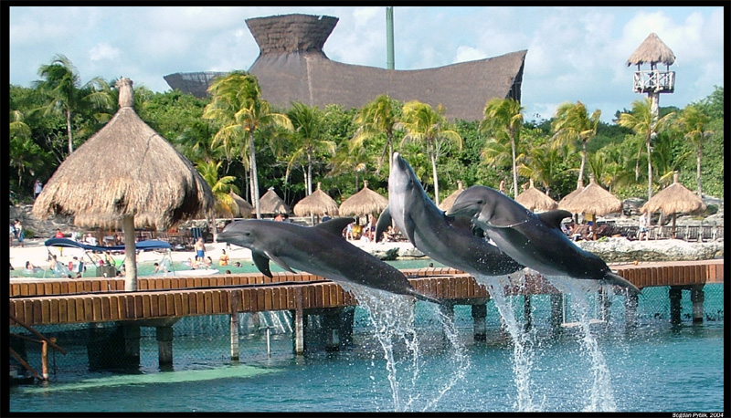 Delphins